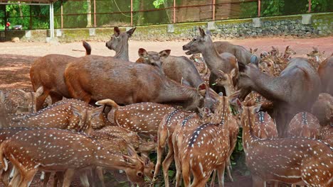 Hirsche-Und-Sambars-Werden-Im-Zoo-Gefüttert,-Eine-Herde-Hirsche-Frisst-Einen-Haufen-Futter,-Eine-Herde-Hirsche-Kaut-Die-Blätter