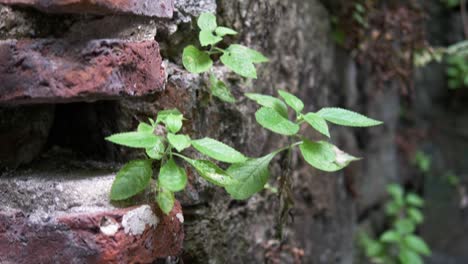 Schwenk-über-Vegetation,-Die-Aus-Verwittertem-Mauerwerk-Wächst