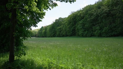 Lichtung-Mit-Kniehohem-Gras,-Sattgrüne-Bäume,-Windig,-Sehr-Heller-Himmel-Mit-Wenigen-Wolken