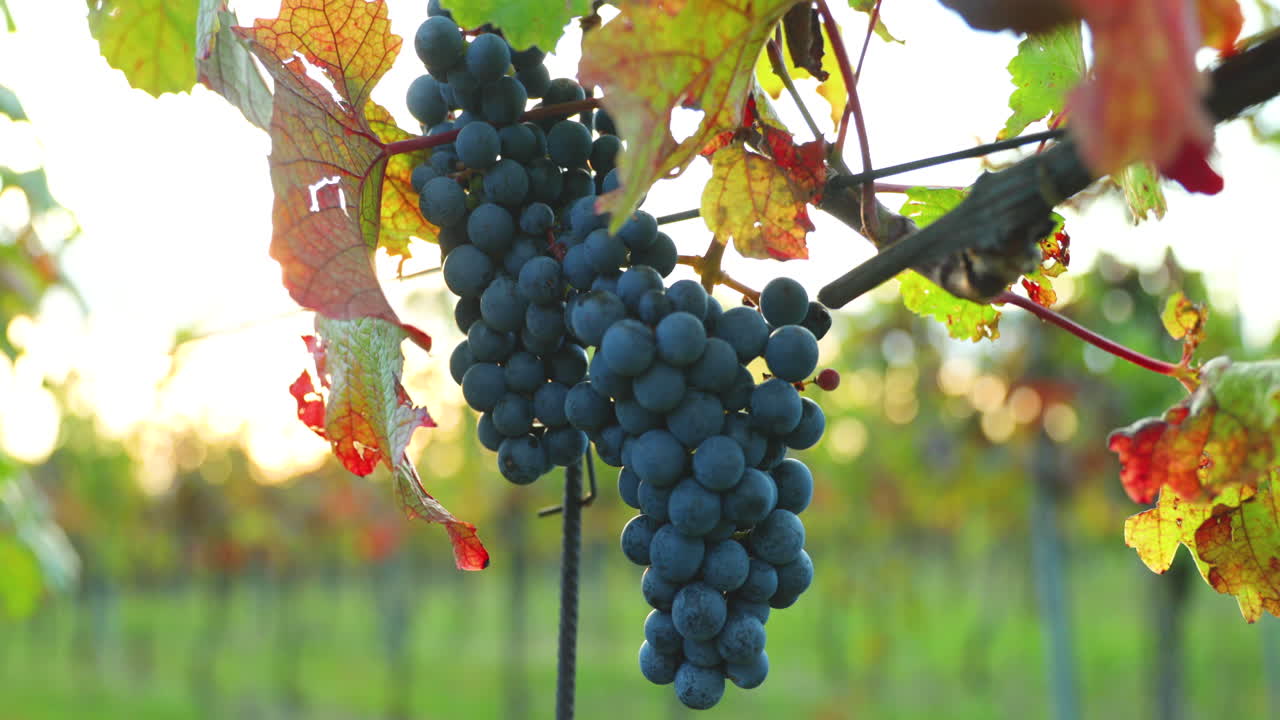 un racimo de uvas maduras de una granja durante la puesta de sol en el fondo del vino horizonte, moviéndose con viento fuerte antes de cosechar y preparar vino en la región de moravia del sur capturado a 4k 60fps