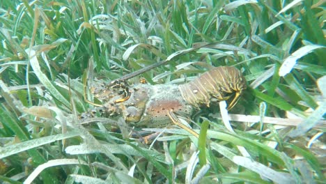 Langosta-Espinosa-En-El-Océano-Bajo-El-Agua