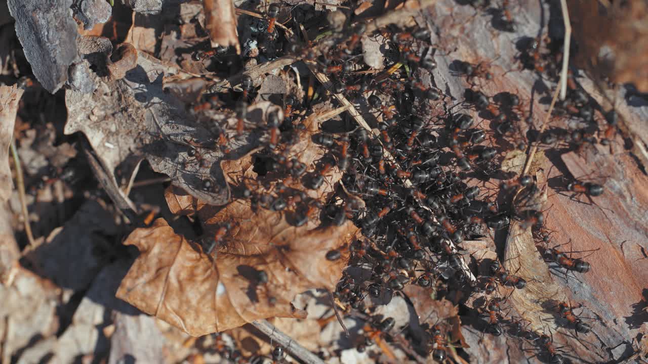 un grupo de diminutas hormigas marrones en el suelo del bosque
