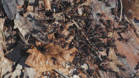 un grupo de diminutas hormigas marrones en el suelo del bosque