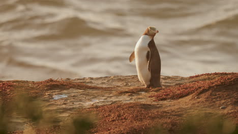 closeup of yellow-eyed penguin at katiki point with wavy water in the background in new zealand