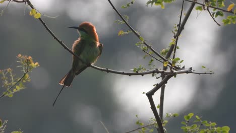 Comedor-De-Abejas-En-El-área-Del-Estanque---Relajante