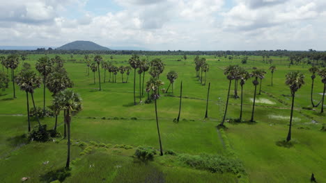 passing closely over spindly palm trees in cambodian countryside