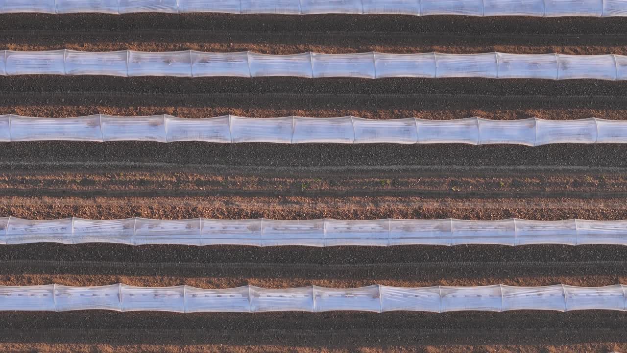 Melon cultivation in Pianura Padana Po Valley in Piacenza Emilia Romagna Italy with low tunnel plastic covers over raised beds forming repetitive agricultural pattern, top down drone detail shot