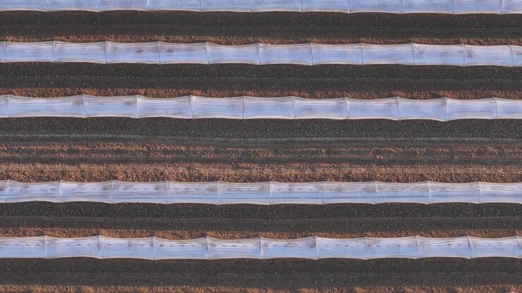 Melon cultivation in Pianura Padana Po Valley in Piacenza Emilia Romagna Italy with low tunnel plastic covers over raised beds forming repetitive agricultural pattern, top down drone detail shot