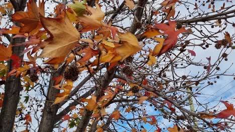 Otoño-Hojas-De-Colores-Ondeando-En-El-Viento-En-Perth,-Australia-Occidental