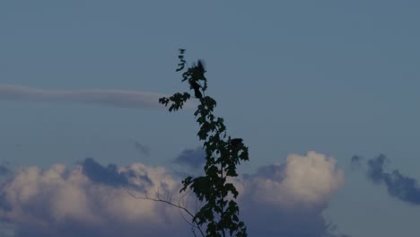 siluetas con pájaros volando contra el cielo del atardecer con nubes