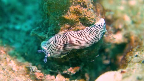 dermatobranchus dendronephthyphagus sea slug flatworm crawls over underwater rock