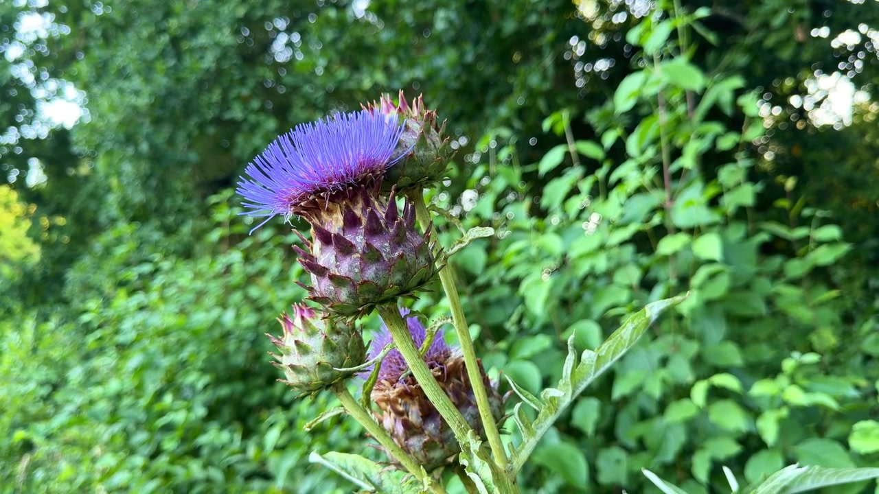 鮮やかな紫色の花を咲かせたアーティチョークの花からカメラが引いていき、豊かな庭で育つ植物の全体像を明らかにする