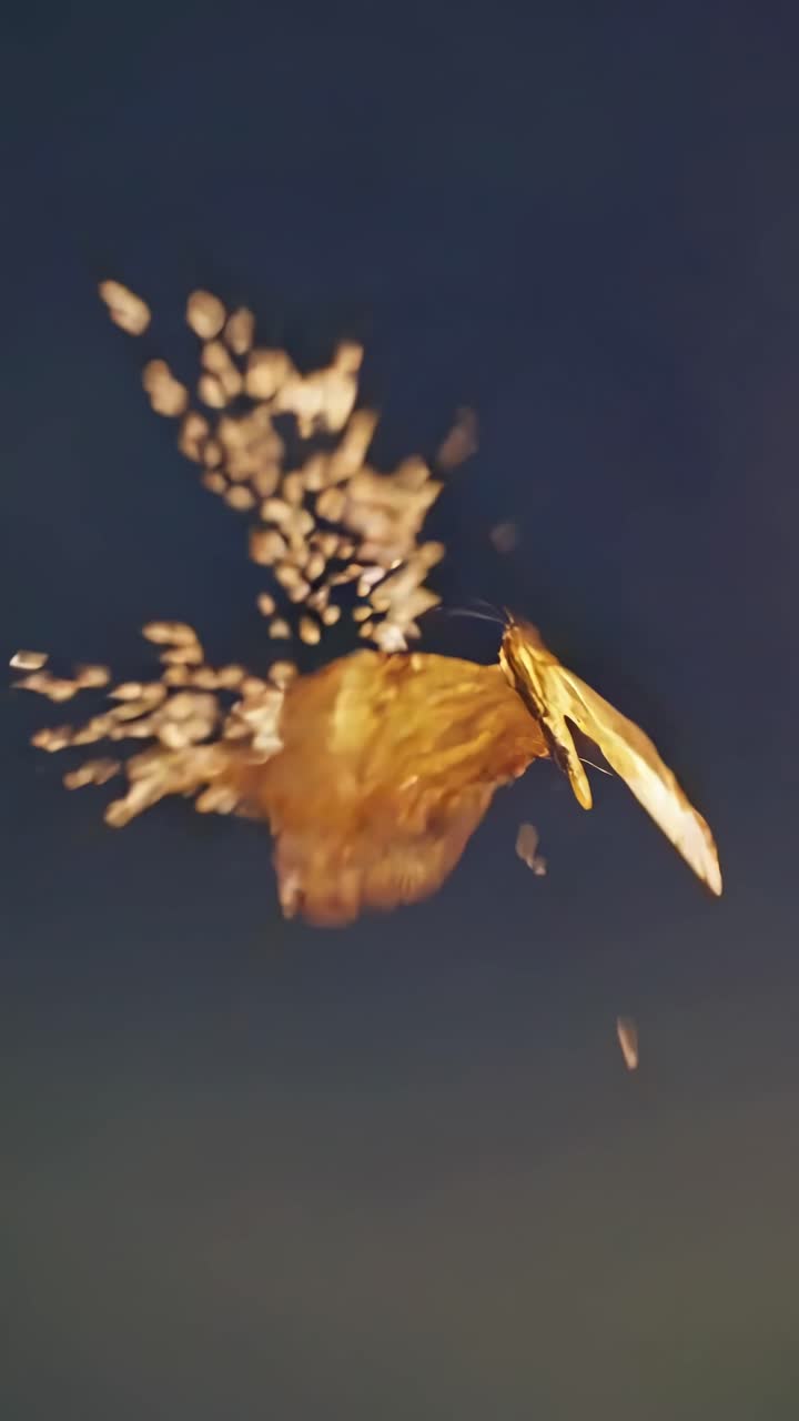 Video ravvicinato di una farfalla dorata in movimento, circondata da particelle luminose