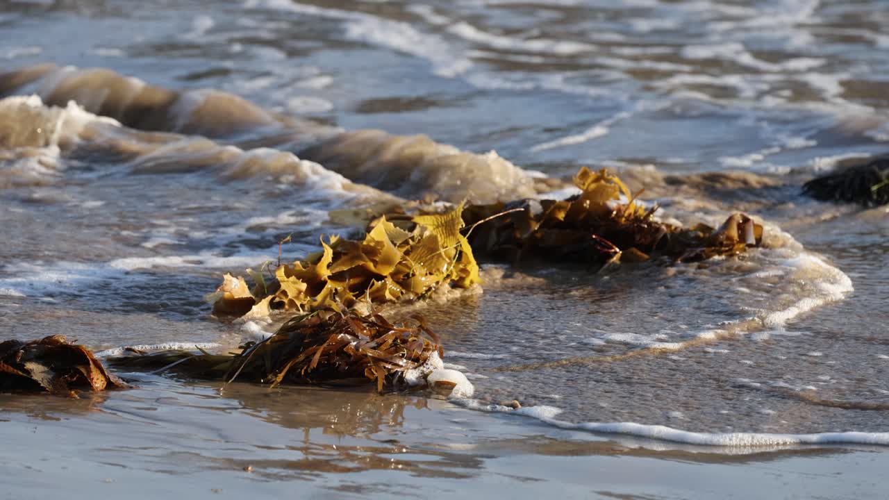 Kelp and seaweed float and sway in gentle ocean waves on a sunlit beach, creating a serene coastal scene