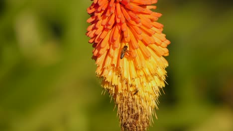 abeja polinizando la flor naranja y amarilla de la planta de aloe africana
