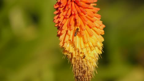 bee pollinating the orange and yellow flower of the african aloe plant