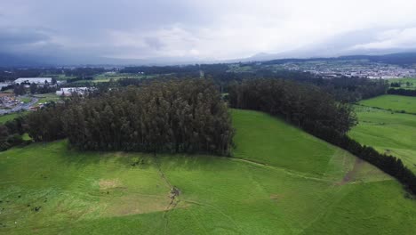 beautiful-scenery-of-a-green-meadow-with-a-eucalyptus-forest-in-the-background