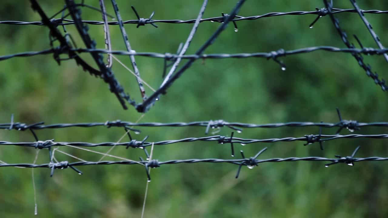 Detailed closeup of barbed wire fence with spider webs and water drops, symbolizing border, war, security, and restriction. Green nature background. Ideal for drama, thriller or political themes