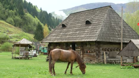 beautiful horses in spring in the meadow eat grass a horse near the owners house a brown horse beautiful horses in spring in the meadow eat grass a horse near the owners house a brown horse