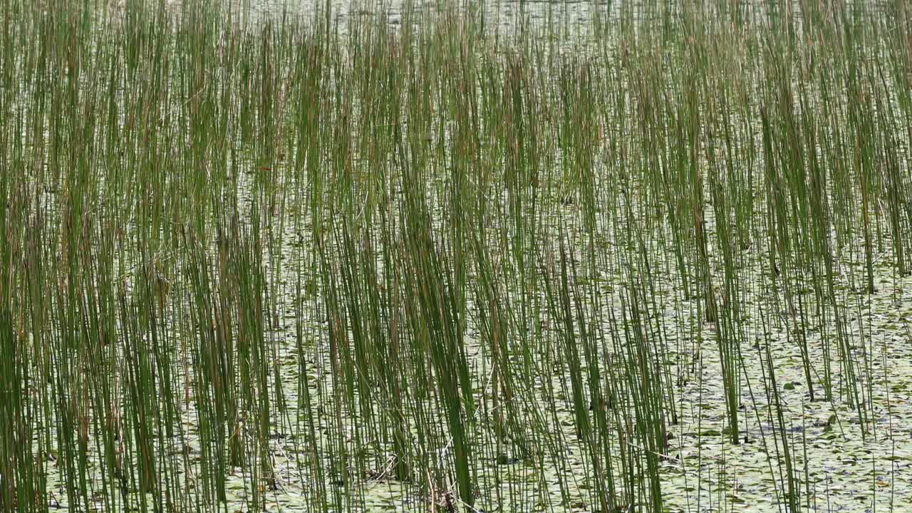 버드 숲 에서 눈 이 녹는 시간 경과