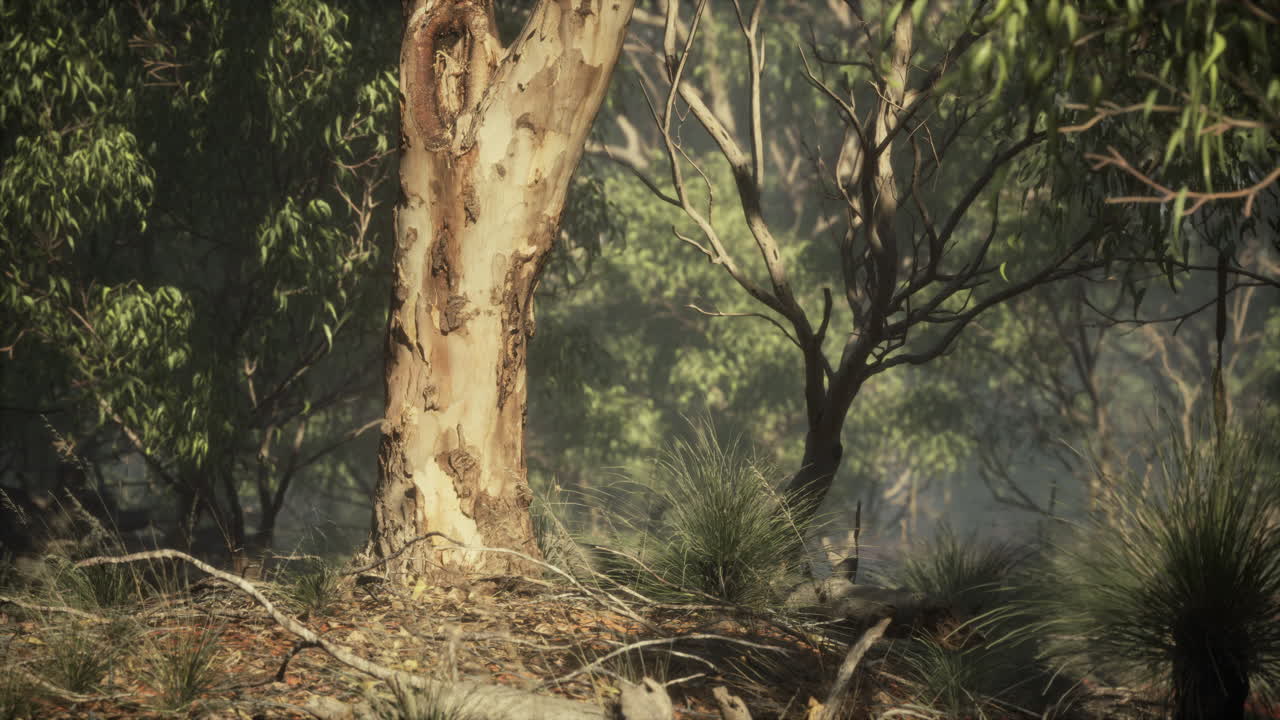 서부 오스트레일리아 의  ⁇ 버리 지역