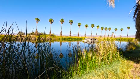 desert oasis on california nevada border