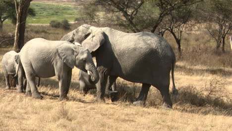 african elephant matriarch shaking acacia tree to dislodge seedpots