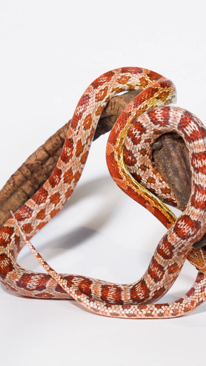 Un vivace serpente del grano si avvolge e striscia su un ramo sotto una luminosa illuminazione da studio, con un movimento minimo della telecamera.