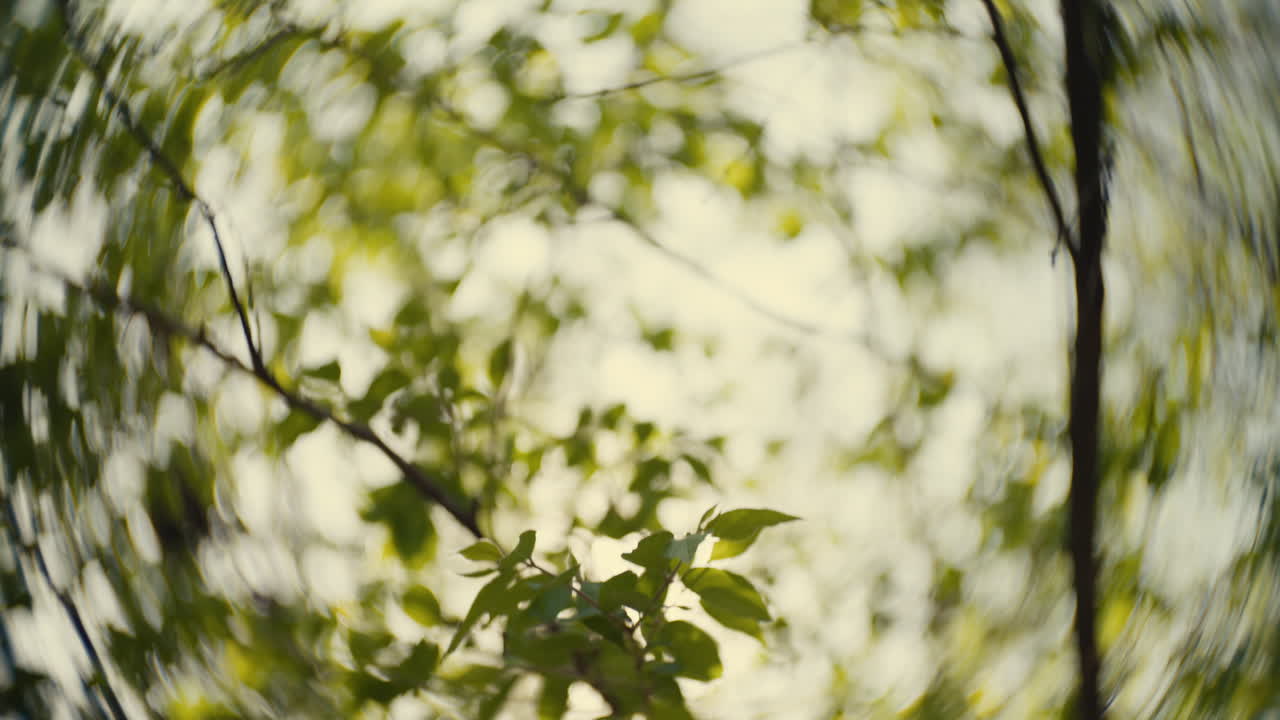 Blurred Branches and Leaves with Sunlight