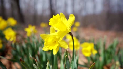 Slow-Motion-Reverse-Rotating-Shot-of-Group-of-Daffodil-Flowers