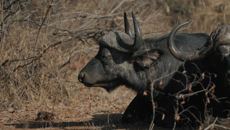 African Buffalo in Savanna
