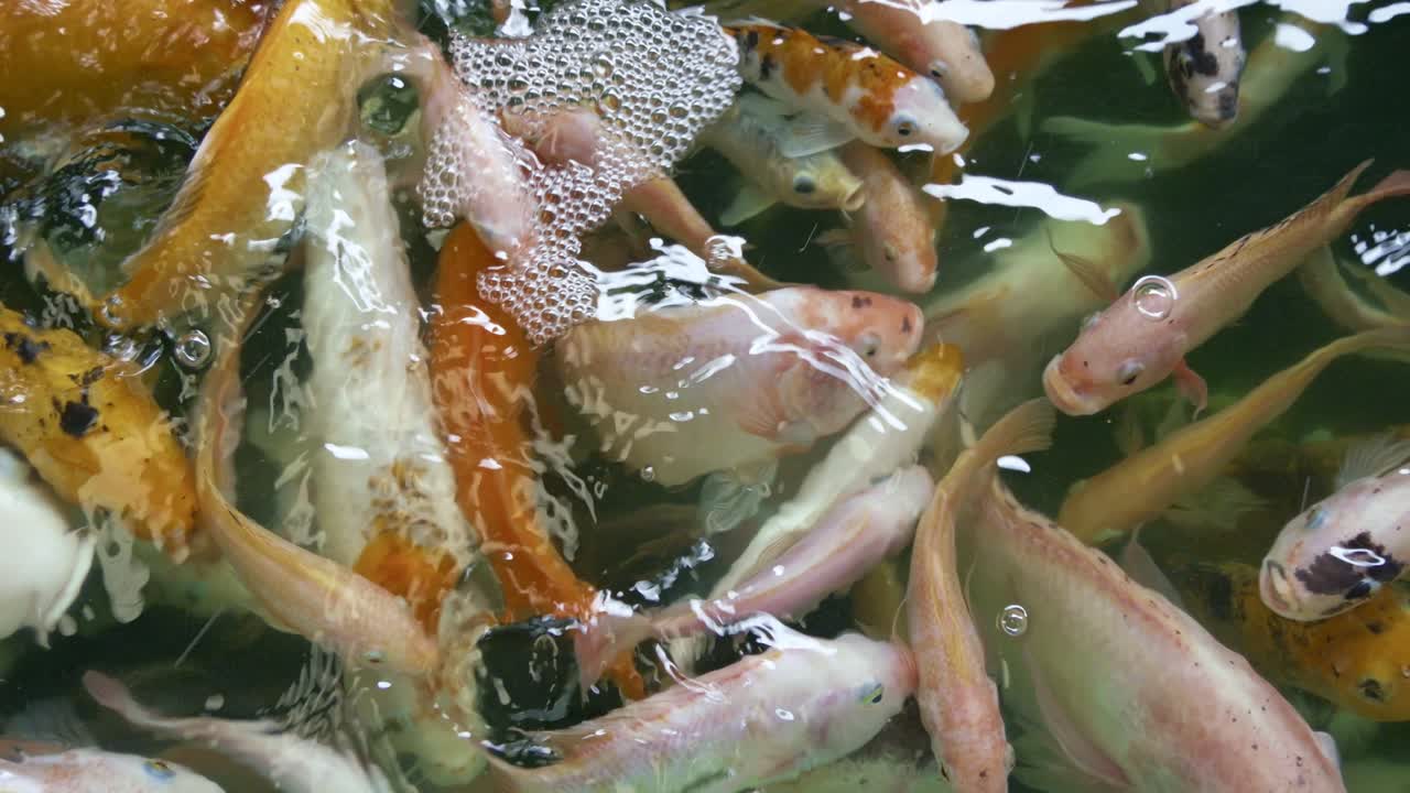 A vibrant scene of koi fish gracefully gliding through a peaceful pond.