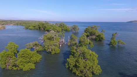 vista aérea de manglares en el mar en la costa de la isla de sumbawa, indonesia