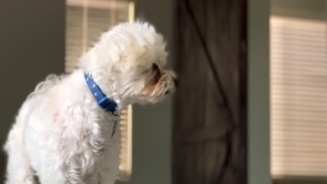 perro maltés blanco esponjoso con collar con expresión de escucha juguetona en el interior de la casa