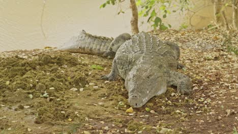 Gefährliches-Krokodil-In-Der-Nähe-Des-Sees