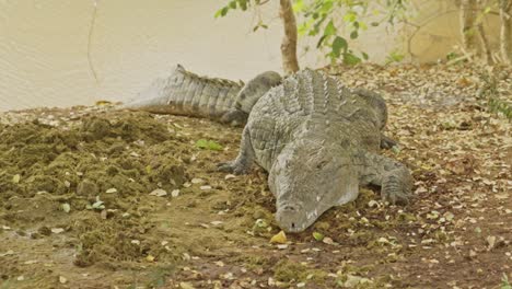 cocodrilo peligroso cerca del lago