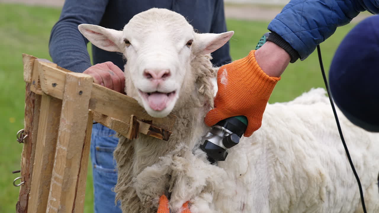 Farmer shearing the wool from sheep. Adult farmer shearing curly wool.