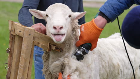 farmer shearing the wool from sheep. adult farmer shearing curly wool.