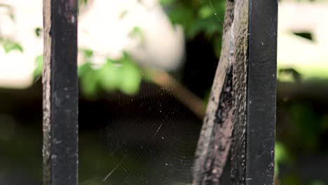 spider web between metal bars in garden