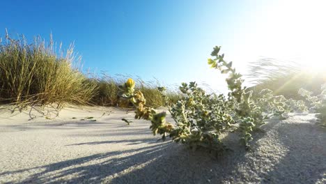 sand dunes