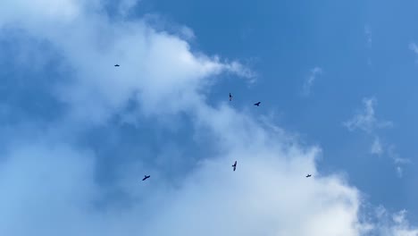 birds flying with a cloudy blue sky in the background in sylhet, bangladesh