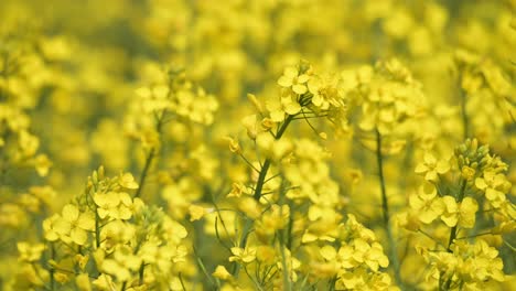 close up of yellow blooming flower plantation with wind breeze fresh natural air
