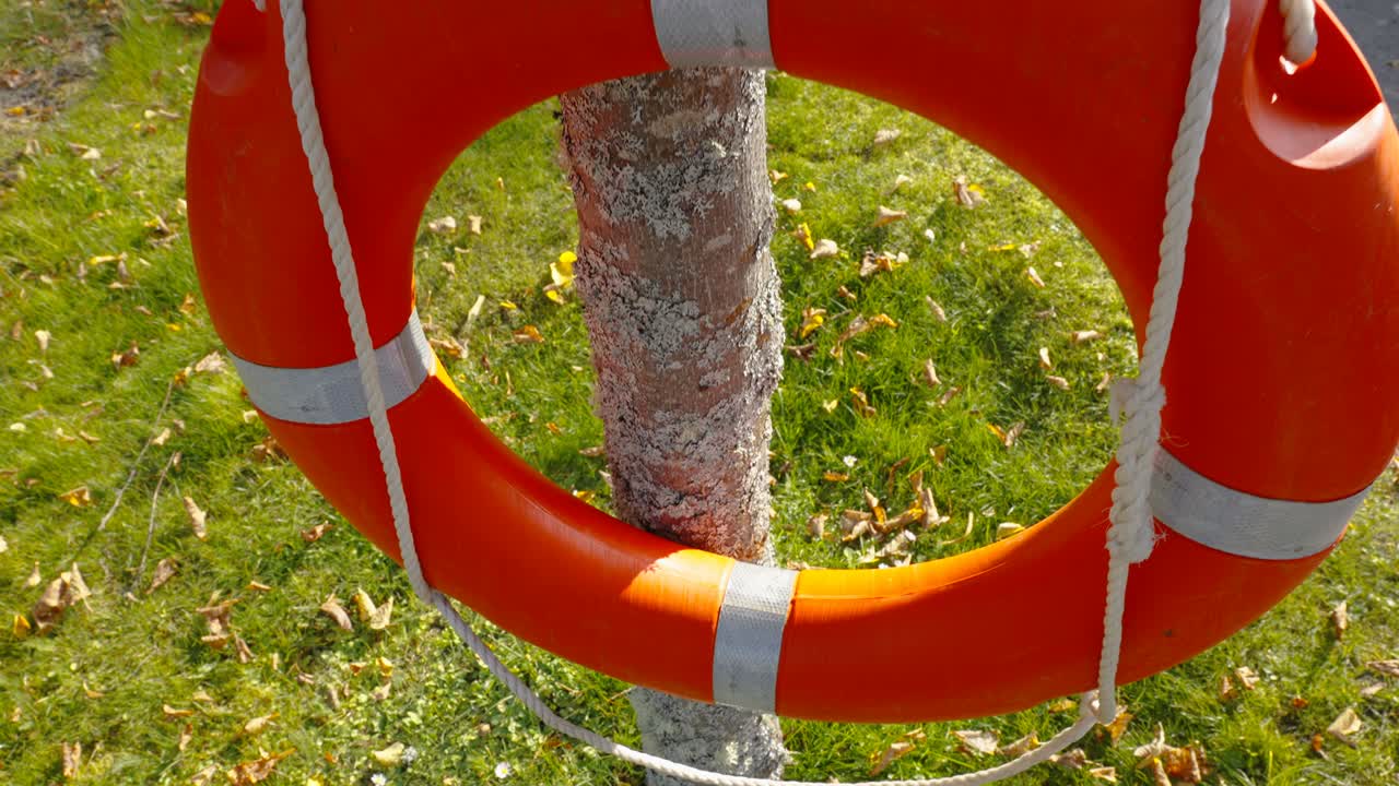 una mirada más cercana al buey de anillo naranja en estonia