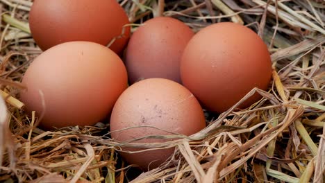 closed up rotate video shot of straw nest chicken egg, real country life
