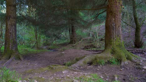 4K-tree-trunks-covered-with-some-moss-in-the-middle-of-the-great-woods,-quantock-hills-somerset,-England