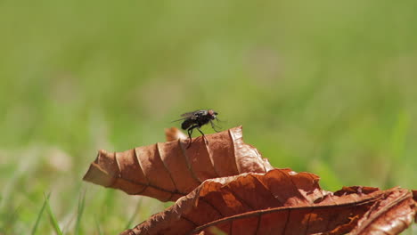 Mosca-Frotando-Las-Patas-Delanteras-En-La-Hoja-Marrón-En-Cámara-Lenta