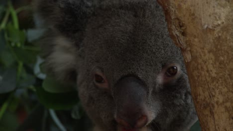 koala in a tree eating, warm and sunny day, red 4k