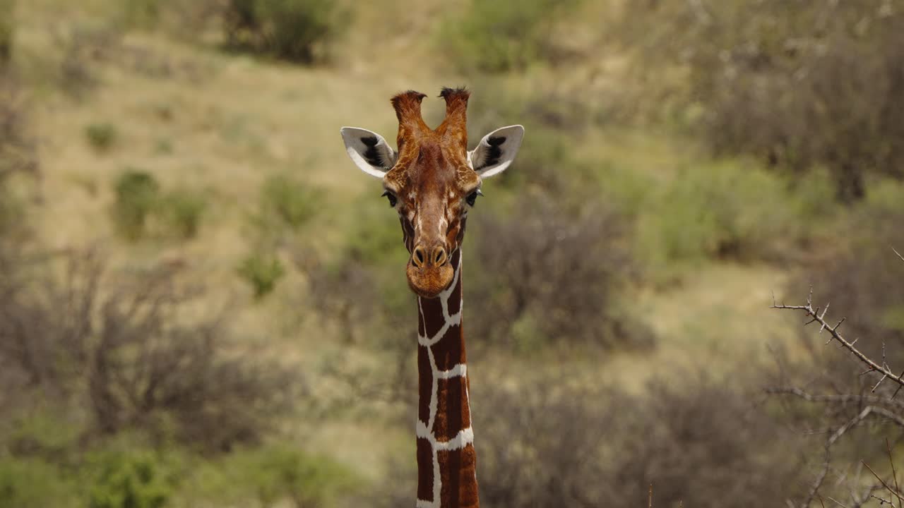 Una giraffa somala nella savana che guarda curiosamente dritto verso la fotocamera. Primo piano che mette in risalto la bellezza naturale e l'espressione dell'animale
