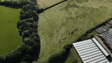 Rebaño-De-Ganado-Pastando-En-Los-Pastos-Bajo-El-Sol-En-Calstock,-Cornualles,-Reino-Unido