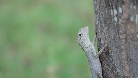 grey oriental garden lizard or bloodsucker hugging tree trunk - close-up